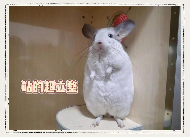 哪些品種的龍貓適合合籠？
