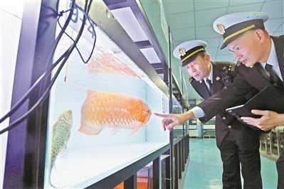 龍魚多久需要檢疫一次？