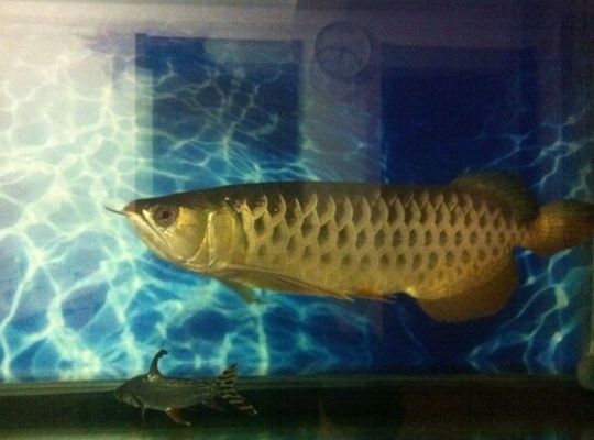 龍魚每天換水幾次，龍魚水質檢測方法，龍魚換水最佳時間