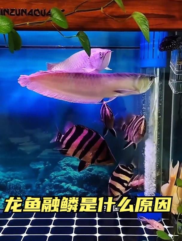 如何預(yù)防龍魚再次溶鱗？ 如何預(yù)防龍魚再次溶鱗？ 龍魚百科 第3張