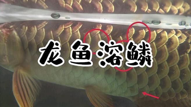 如何預(yù)防龍魚再次溶鱗？ 如何預(yù)防龍魚再次溶鱗？ 龍魚百科 第5張