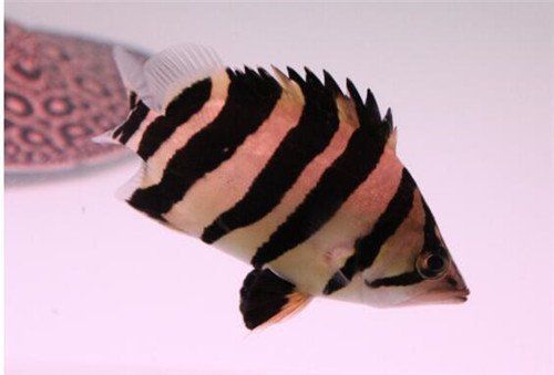 哪些病能導致虎魚死亡
