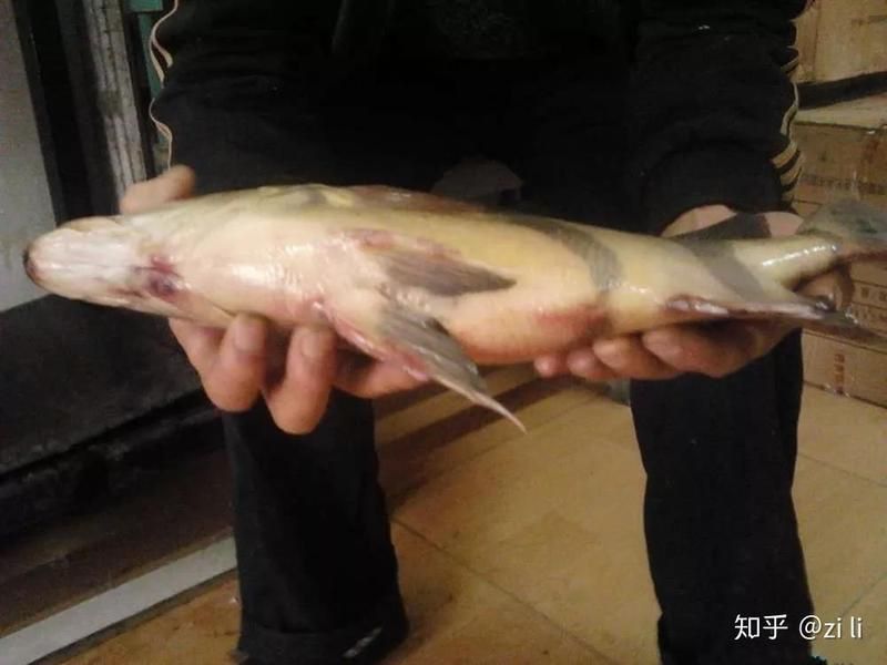 哪些病能導致虎魚死亡