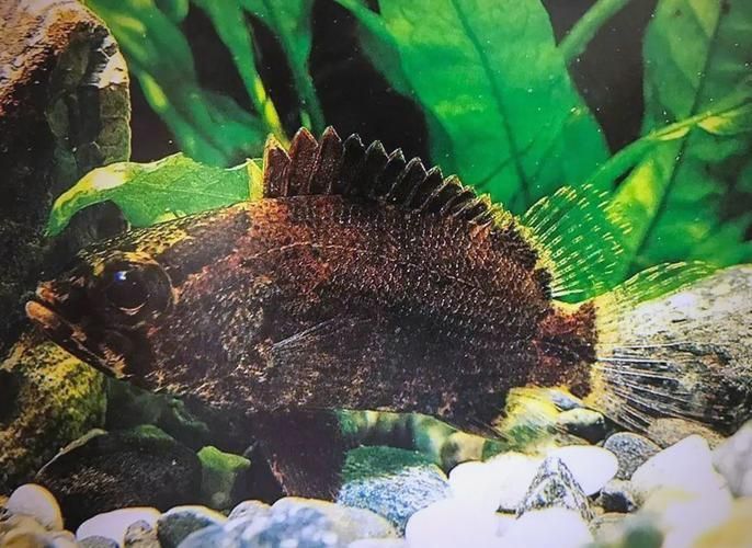 老虎魚長什么樣子圖片