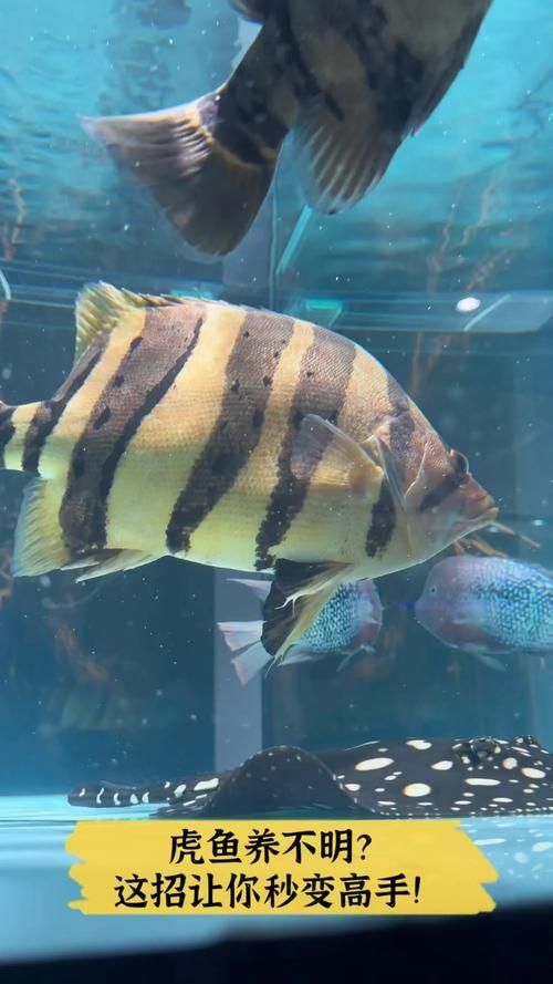 老虎魚長什么樣子圖片