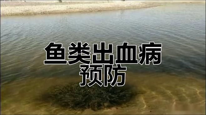 如何預防魚身上出現(xiàn)血絲？