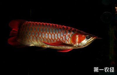 紅龍魚難養嗎（紅龍魚好養嗎,養紅龍魚的注意事項）