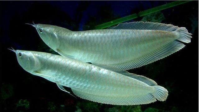 龍魚身體彎曲怎么搶救（如何搶救龍魚身體彎曲） 龍魚身體彎曲怎么搶救（如何搶救龍魚身體彎曲） 龍魚百科 第5張