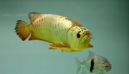 龍魚身體彎曲怎么搶救（如何搶救龍魚身體彎曲） 龍魚身體彎曲怎么搶救（如何搶救龍魚身體彎曲） 龍魚百科 第4張