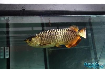金龍魚高背好還是過(guò)背好：金龍魚過(guò)背好還是過(guò)背好 金龍魚高背好還是過(guò)背好：金龍魚過(guò)背好還是過(guò)背好 龍魚百科 第1張