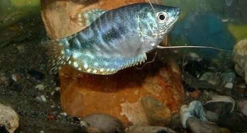 藍龍魚產卵是什么樣的：藍龍魚產卵是什么樣的？