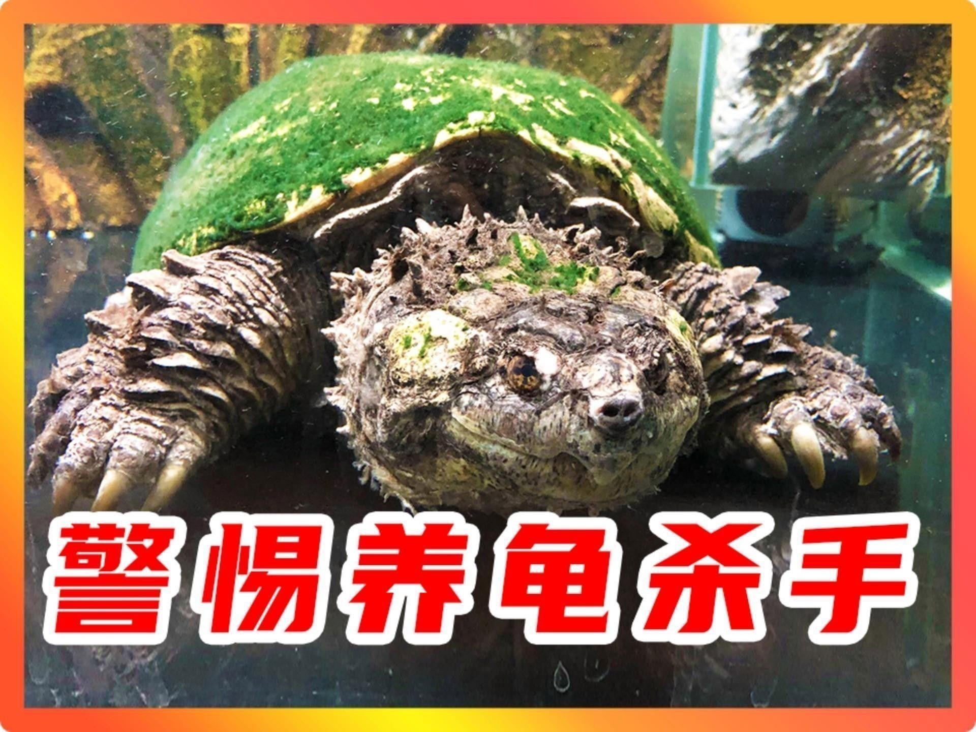 實體龜類養(yǎng)殖有哪些風(fēng)險？