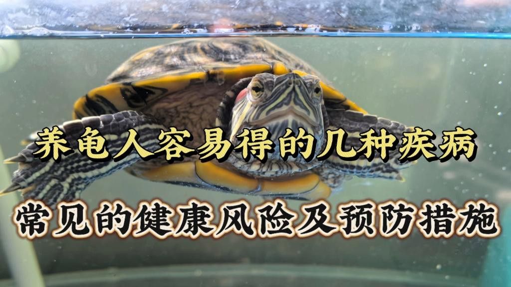 實體龜類養(yǎng)殖有哪些風(fēng)險？
