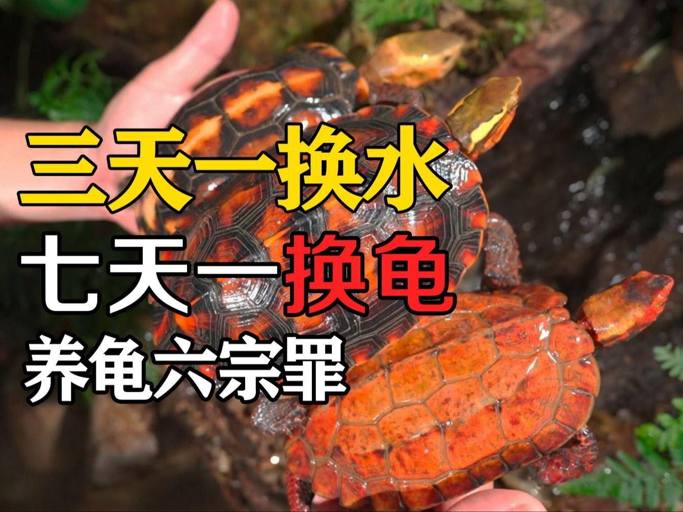 實體龜類養(yǎng)殖有哪些風(fēng)險？