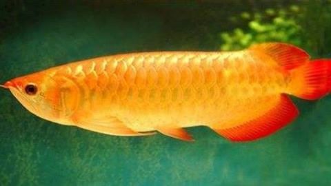 金龍魚頭上長疙瘩：金龍魚頭上長疙瘩可能是由于多種原因引起的原因和處理方法