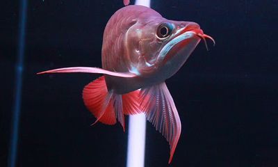 龍魚臥缸的原因：導致龍魚臥缸的原因