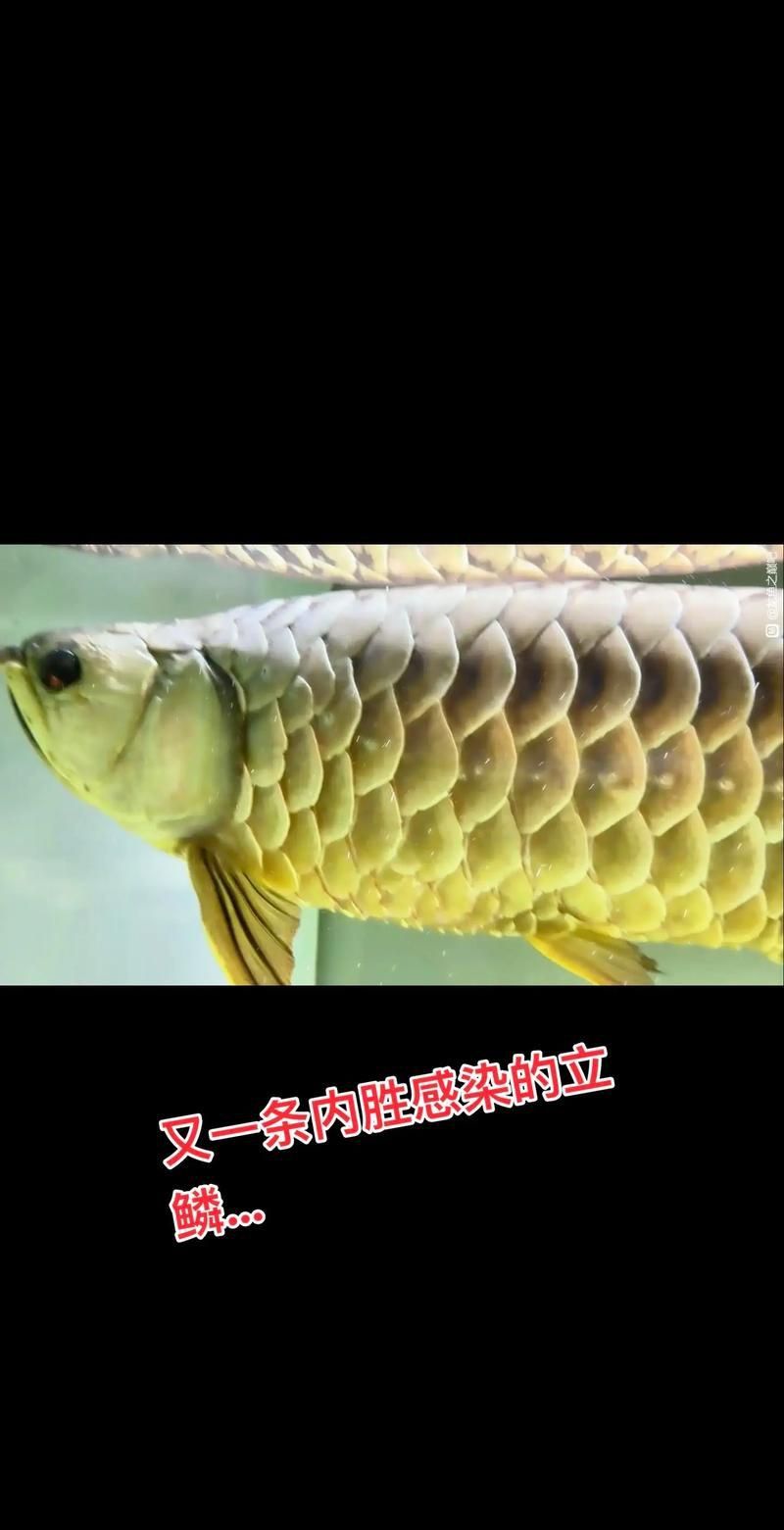 龍魚松鱗最簡單治療方法圖片