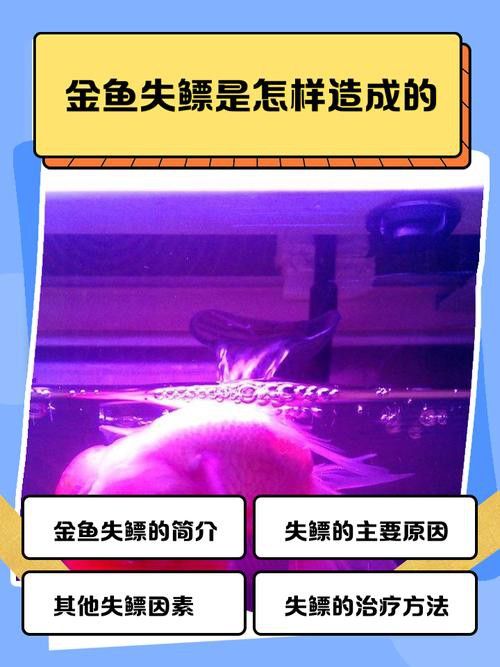 金龍魚頭朝下飄著怎么回事