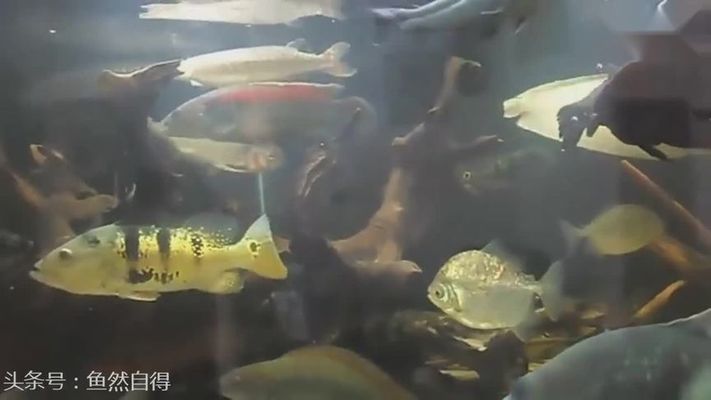 魚缸水變白的原因是什么（如何預防魚缸水變白的應急處理方法魚缸水變白與硝化系統的關系）