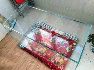 50寬的魚缸是否可以養金龍魚（50cm寬的魚缸可以養金龍魚嗎360問答）