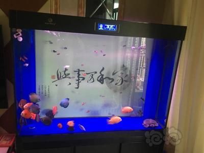 50寬的魚缸是否可以養金龍魚（50cm寬的魚缸可以養金龍魚嗎360問答）