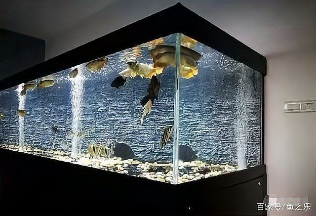 紅老虎魚和金龍魚混養(yǎng)嗎圖片大全
