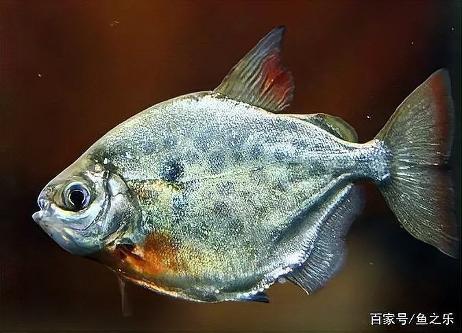 紅老虎魚和金龍魚混養(yǎng)嗎圖片大全