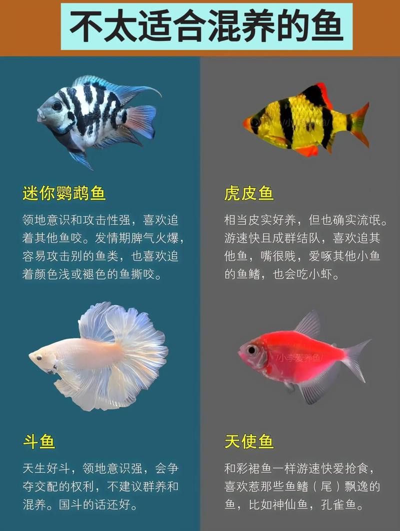 紅老虎魚和金龍魚混養(yǎng)嗎圖片大全