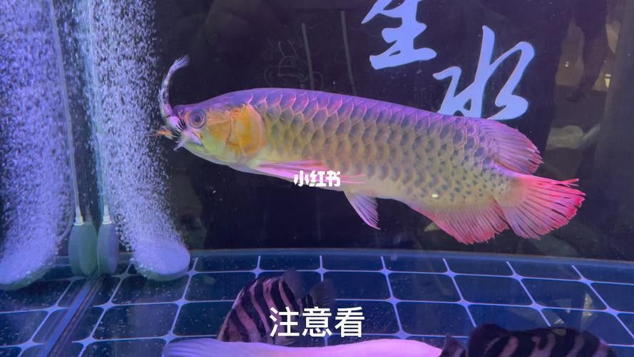 紅老虎魚和金龍魚混養(yǎng)嗎圖片大全