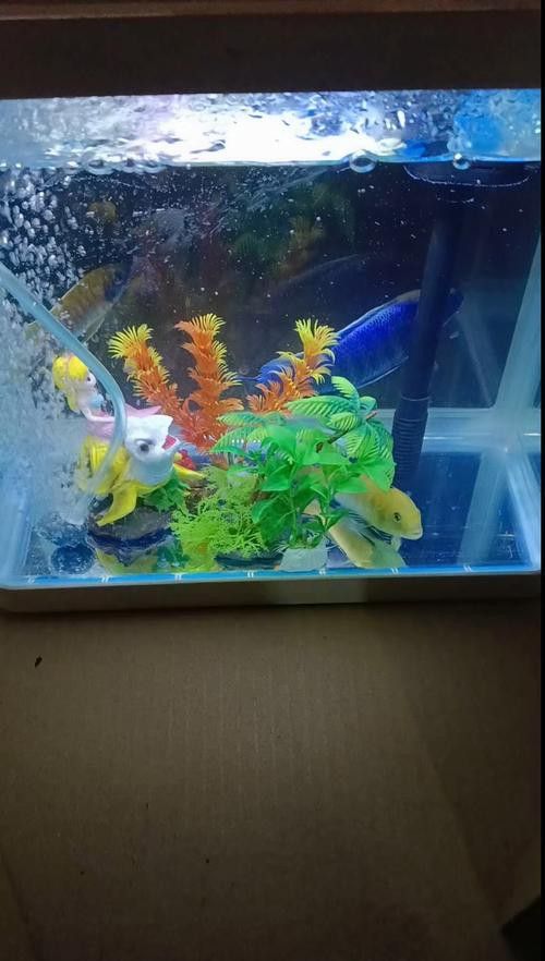 紅老虎魚和金龍魚混養(yǎng)嗎圖片大全