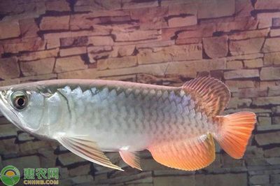 金龍魚的發源地在哪：金龍魚的發源地主要集中在東南亞地區，被認為是較低檔的龍魚品種