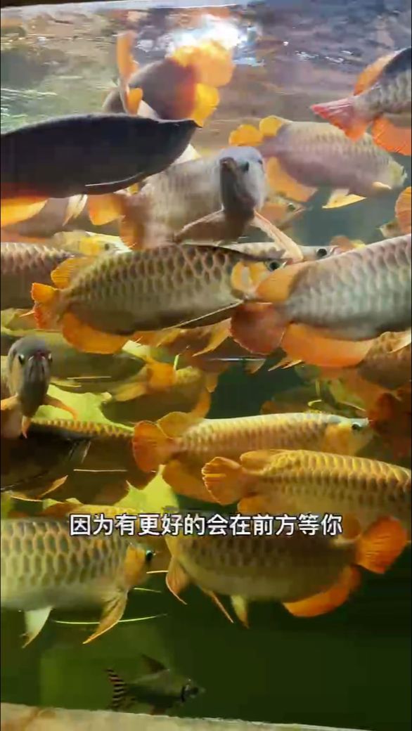 魚缸過濾器選購指南:自制魚缸過濾器魚缸上置過濾器對于養魚愛好者的必備知識 紅龍魚吃什么魚:紅龍魚在飼養過程中應該投喂這些活餌來滿足它們的食性需求 龍魚百科 紅龍魚吃什么魚:紅龍魚在飼養過程中應該投喂這些活餌來滿足它們的食性需求 紅龍魚吃什么魚:紅龍魚在飼養過程中應該投喂這些活餌來滿足它們的食性需求 龍魚百科