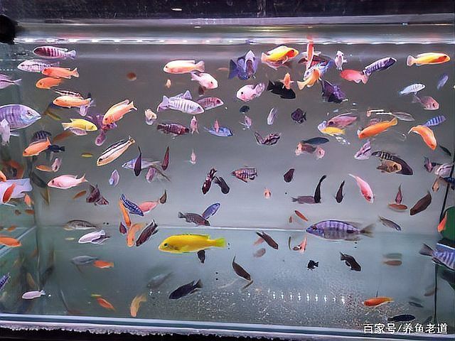 孔雀魚可以多個品種一起養嗎