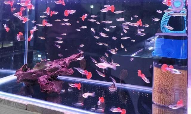 孔雀魚可以多個品種一起養嗎