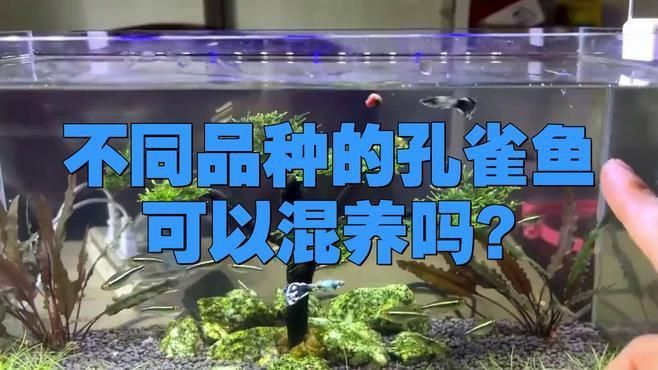 孔雀魚可以多個品種一起養嗎