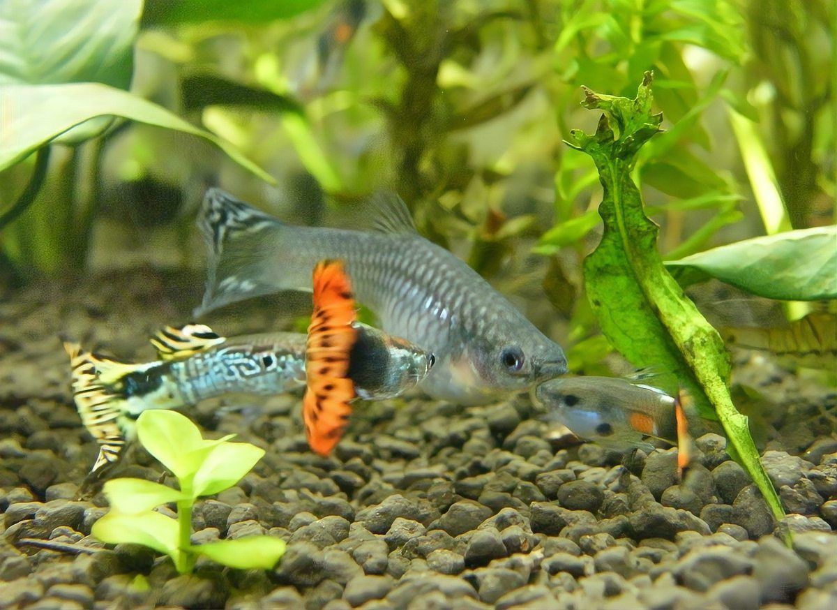 孔雀魚可以多個品種一起養嗎