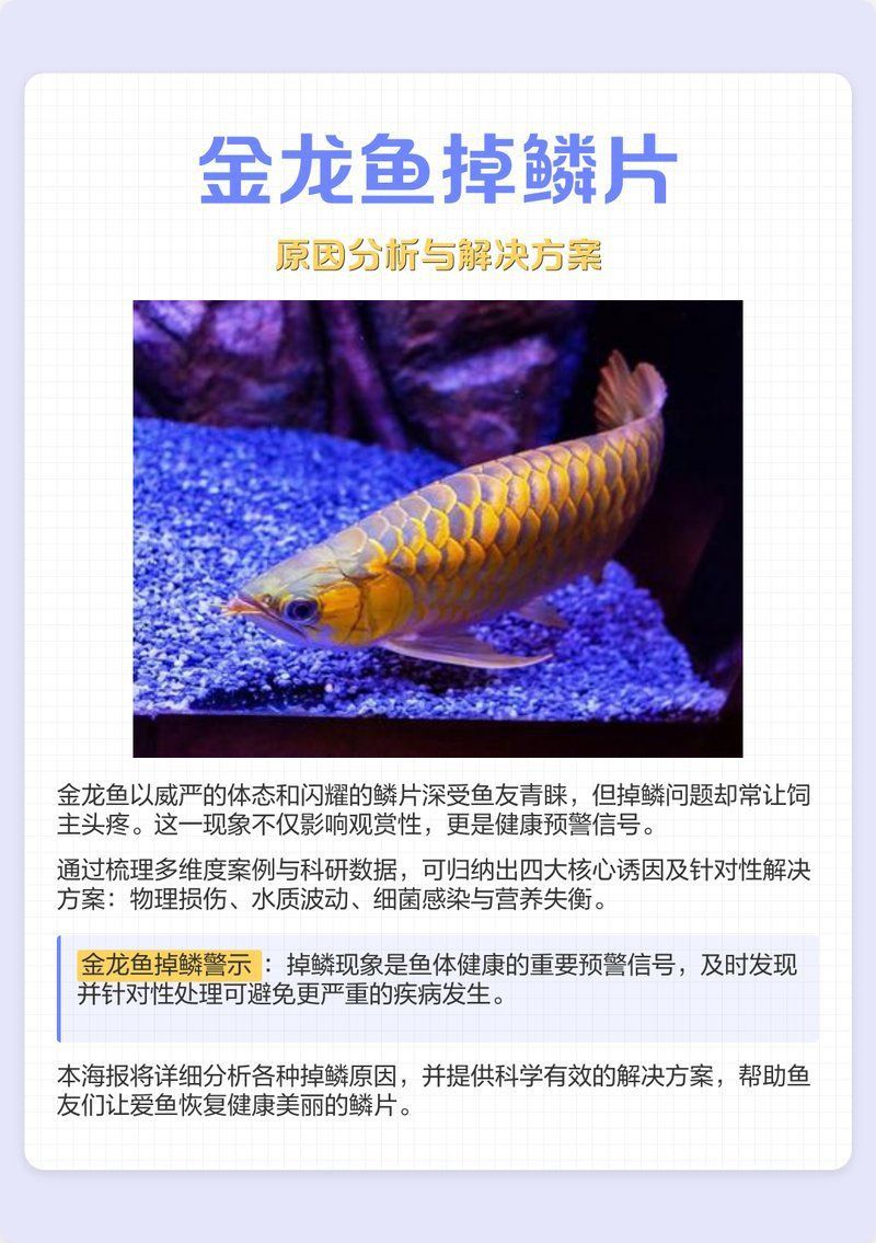 龍魚掉鱗后需要隔離嗎？