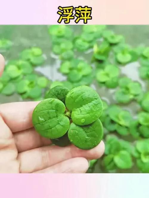 推薦一些適合新手的水草品種
