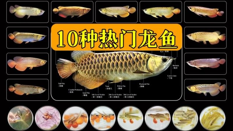 龍魚哪里買