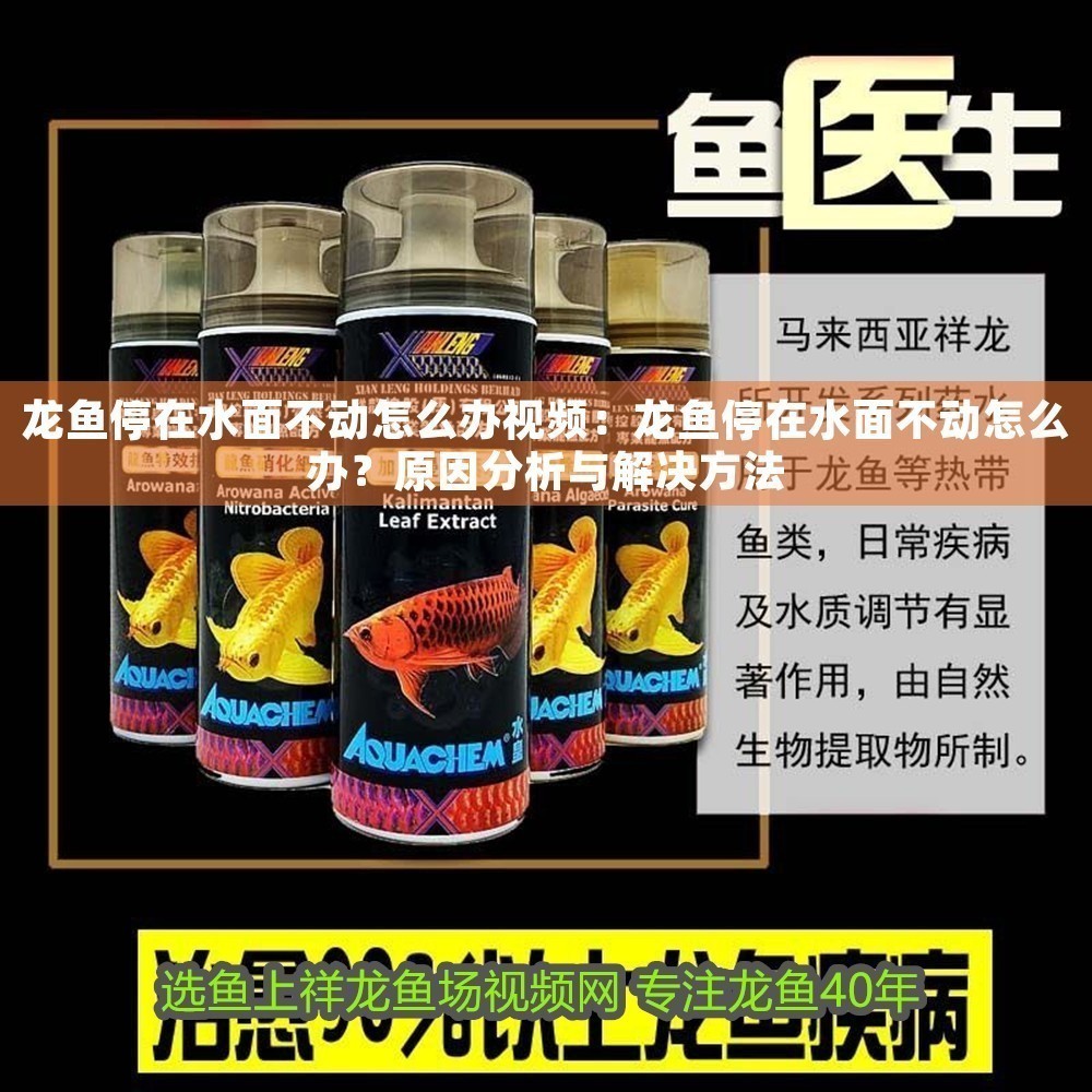 龍魚停在水面不動怎么辦視頻：龍魚停在水面不動怎么辦？原因分析與解決方法 龍魚停在水面不動怎么辦視頻：龍魚停在水面不動怎么辦？原因分析與解決方法 龍魚百科 第1張