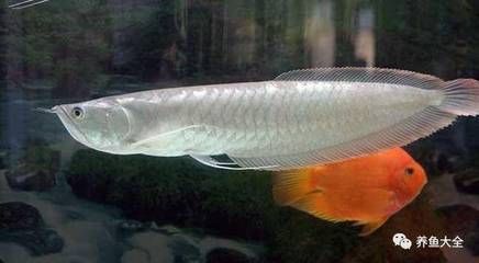 龍魚甩頭是內寄還是外寄