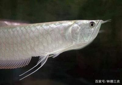 龍魚甩頭是內寄還是外寄