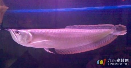 龍魚甩頭是內寄還是外寄