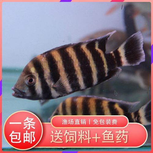 十間魚能和銀龍魚混養(yǎng)嗎圖片 十間魚能和銀龍魚混養(yǎng)嗎圖片 龍魚百科 第5張