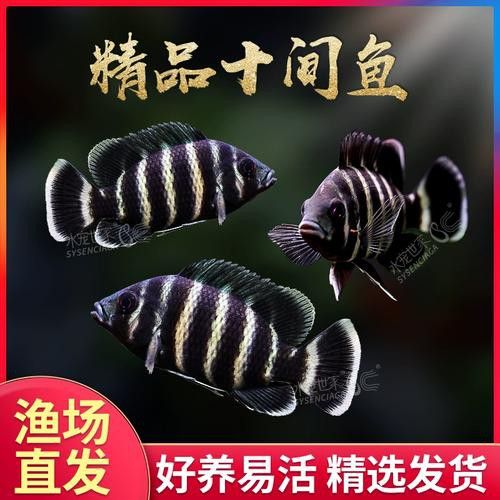 十間魚能和銀龍魚混養(yǎng)嗎圖片 十間魚能和銀龍魚混養(yǎng)嗎圖片 龍魚百科 第11張