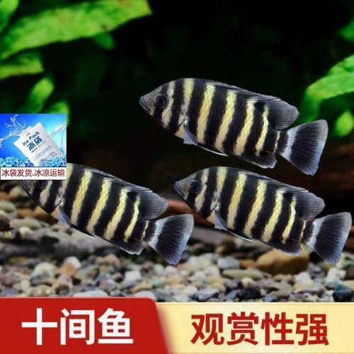 十間魚能和銀龍魚混養(yǎng)嗎圖片 十間魚能和銀龍魚混養(yǎng)嗎圖片 龍魚百科 第9張