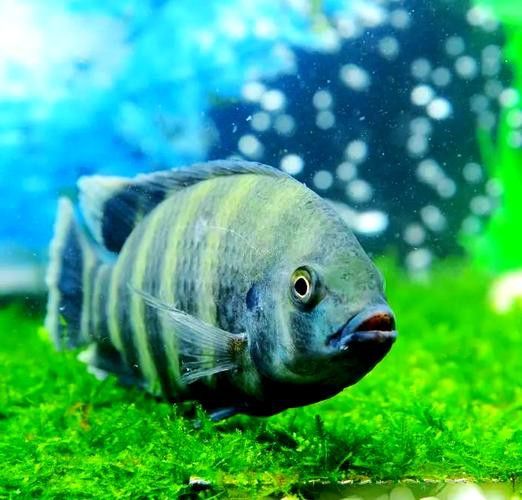 十間魚能和銀龍魚混養(yǎng)嗎圖片 十間魚能和銀龍魚混養(yǎng)嗎圖片 龍魚百科 第17張