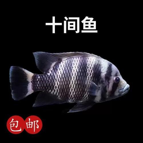 十間魚能和銀龍魚混養(yǎng)嗎圖片 十間魚能和銀龍魚混養(yǎng)嗎圖片 龍魚百科 第21張