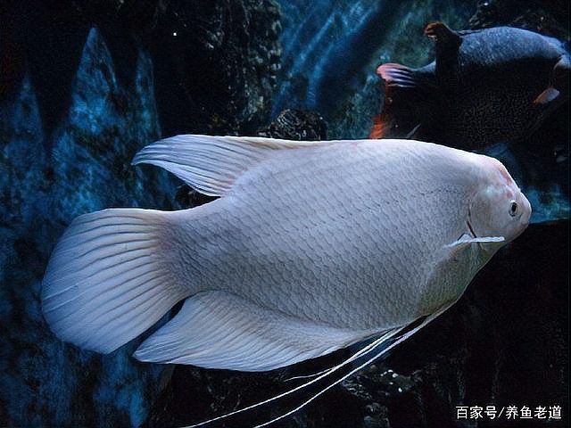 十間魚能和銀龍魚混養(yǎng)嗎圖片 十間魚能和銀龍魚混養(yǎng)嗎圖片 龍魚百科 第25張
