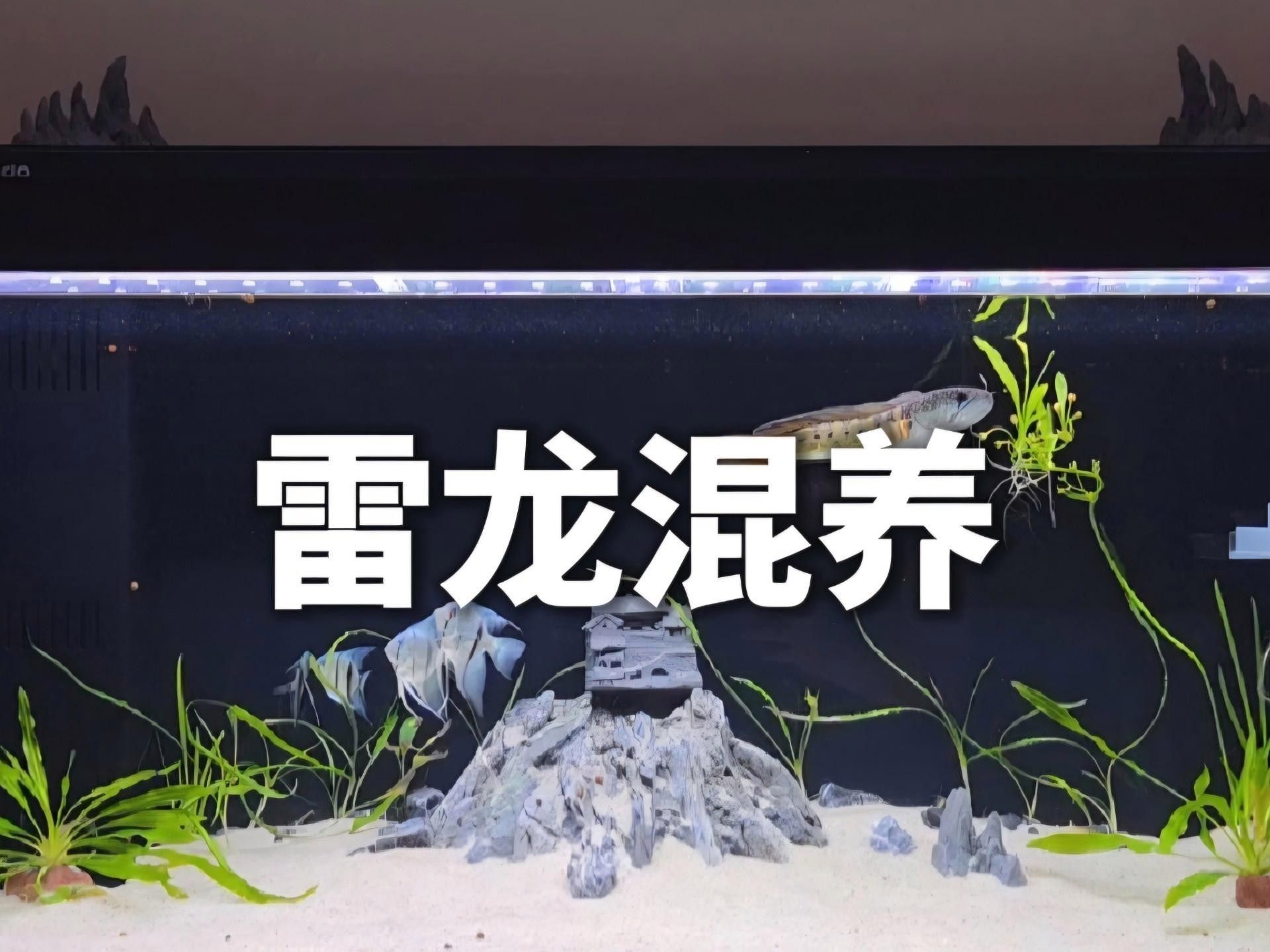 如何訓練雷龍魚接受混養？